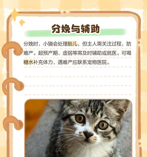 猫咪怀孕周期的了解与管理（猫咪的繁殖周期及相关注意事项）