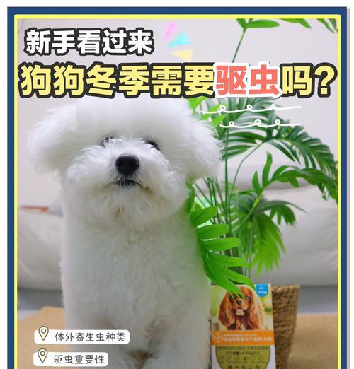 如何判断狗狗是否有虫子？定期驱虫的重要性（了解狗狗身上的虫子，保护它们的健康）