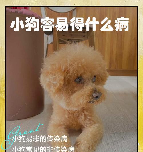 小狗生病的症状及应对方法（了解小狗常见的疾病症状，给它最好的关怀）