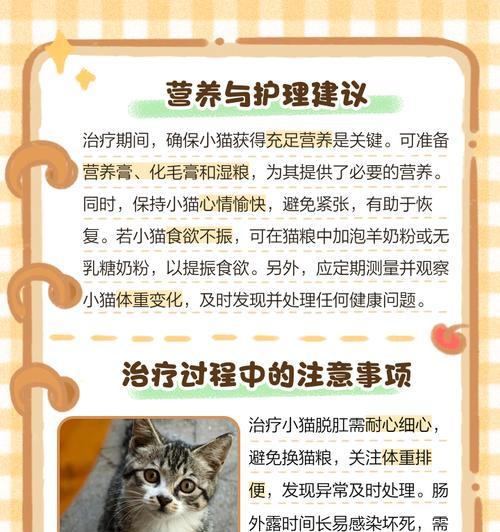 小猫脱肛的危险性及预防方法（了解小猫脱肛的时间窗口，守护它们的健康）
