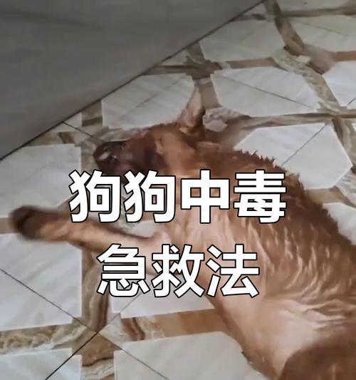 狗狗催吐后多久能吃饭的时间安排（探讨狗狗催吐后适宜进食的时间及注意事项）