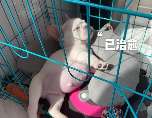 法斗幼犬大便次数多的原因（探究法斗幼犬大便频繁的原因及解决方法）