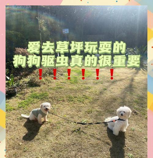 驱虫药大盘点（了解驱虫药的优缺点，选择更安全有效的保护方式）