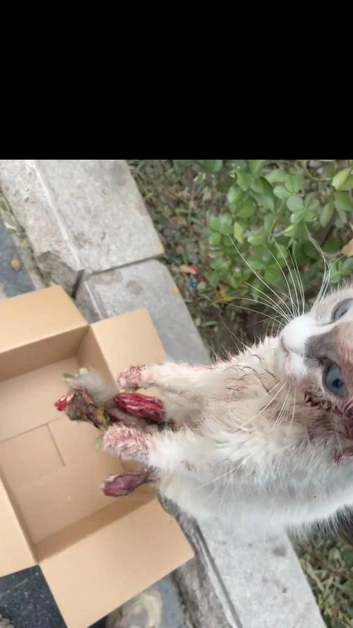 猫咪临终征兆的观察与关怀