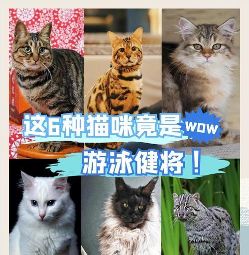猫咪（探索猫咪的游泳技巧，揭秘喜欢水的猫种）