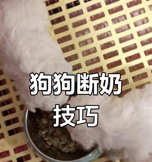 满月的狗狗该吃什么？——断奶前的饮食需求（30-50天后，关注宝宝饮食健康，满足其成长需求）