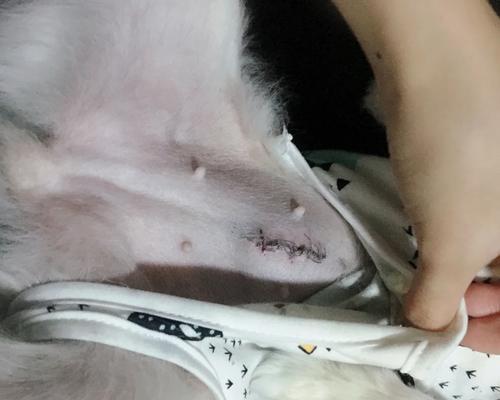狗狗绝育后恢复需要多久？（探究狗狗绝育手术后的恢复期及注意事项）