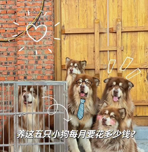 阿拉斯加驱虫后的洗澡时间及注意事项（了解阿拉斯加驱虫后的洗澡时间，做好宠物护理工作）
