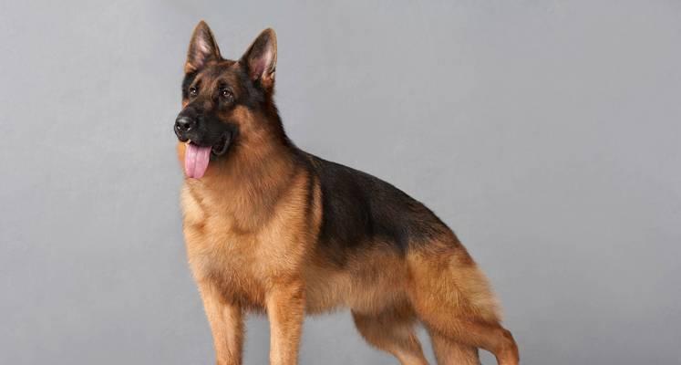 让你的狗狗成为一只肌肉犬！（分享如何训练狗狗练出肌肉，让它变得强壮有力。）