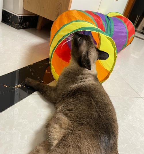 猫咪玩玩具的乐趣与时间（揭秘猫咪玩玩具的心理需求及时间规律）