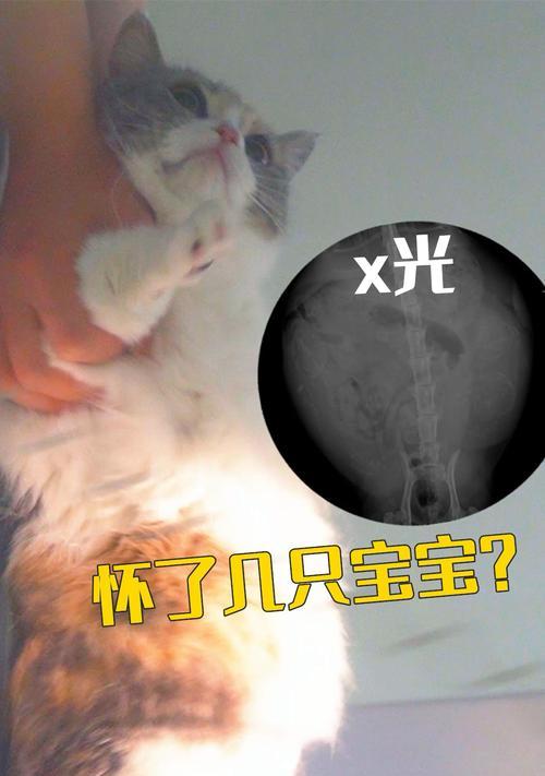 猫咪怀孕的周期与特点（探秘猫咪受孕到产仔的时间及注意事项）