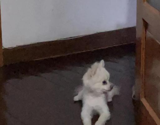 博美犬三个月掉毛要换多久？（探讨博美犬掉毛周期及换毛频率）