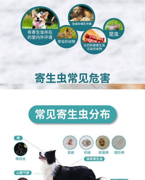 泰迪吃驱虫药多久可以打疫苗？（探究泰迪宠物犬养育中的驱虫药与疫苗接种时间安排）
