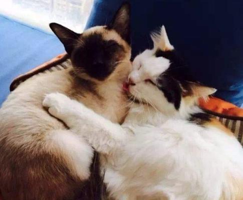 猫咪交配的最佳时期（从身体发育到成熟，寻找猫咪交配的最佳时机）