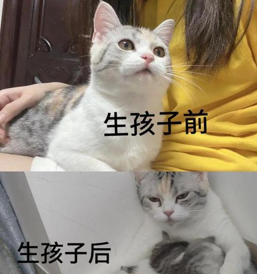 猫生完后的怀孕症状（了解猫生完后的身体变化和怀孕迹象）