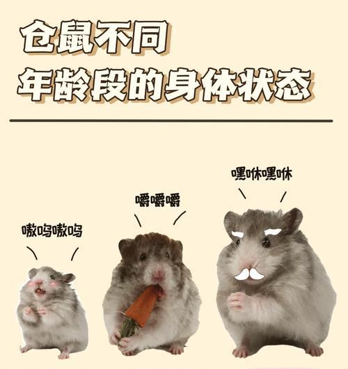 仓鼠不喝水能活多久？（探讨仓鼠的水分需求和存活时间）