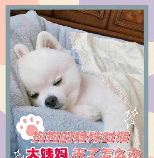 狗狗大姨妈的周期和注意事项（了解狗狗大姨妈的持续时间和正确处理方式）