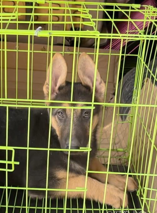 购买昆明犬大狗的注意事项（了解昆明犬大狗的关键信息和养护要点）