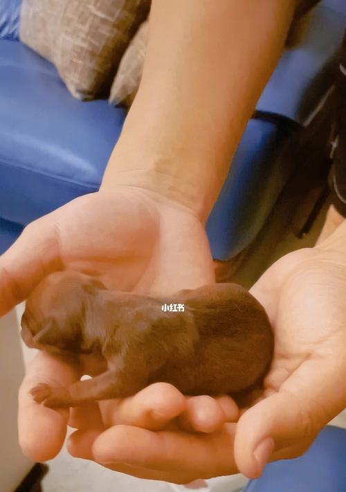 小鹿犬洗澡时间表——呵护你的爱宠（了解小鹿犬的洗澡时间和方法，让它始终焕发健康光彩）