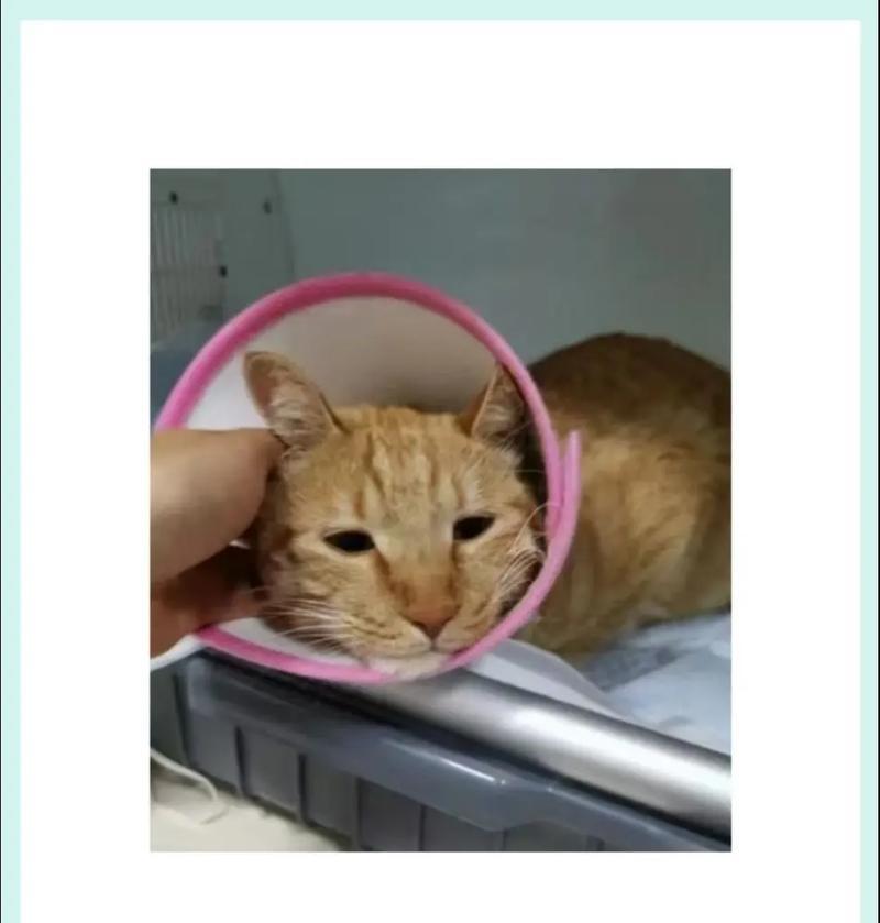 探索猫肾衰竭的症状及预防方法（了解猫肾衰竭症状，保护你的爱宠的肾脏健康）