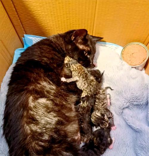 宠物猫的怀孕周期与注意事项（揭秘宠物猫怀孕周期及繁殖常识，让你做个负责任的猫奴）