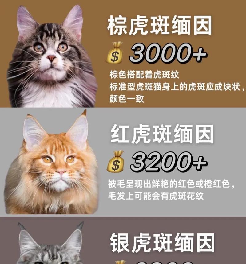 探寻缅因猫的魅力（缅因猫的价格与受欢迎程度之谜解析）