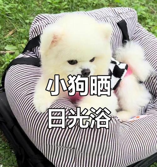 小狗夏日曝晒时间的合理安排（科学晒太阳让小狗获得健康）