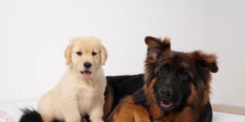 德国边犬小狗的眼睛睁开需要多长时间？（揭秘德国边犬小狗眼睛睁开的奥秘）