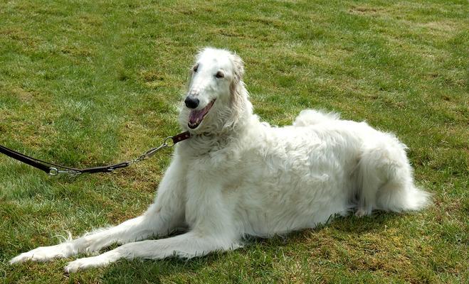了解阿富汗猎犬（探索优雅、独立和忠诚的阿富汗猎犬）